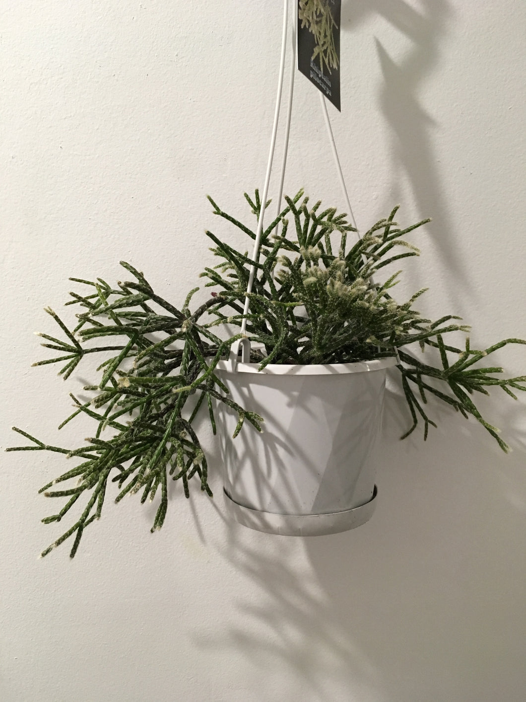 Rhipsalis policarpa in 13cm pot