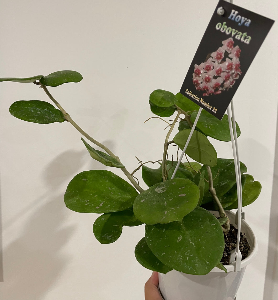 Hoya obovata in 13cm pot - multiple plants