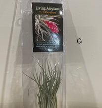 Load image into Gallery viewer, Air Plants
