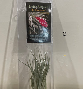 Air Plants
