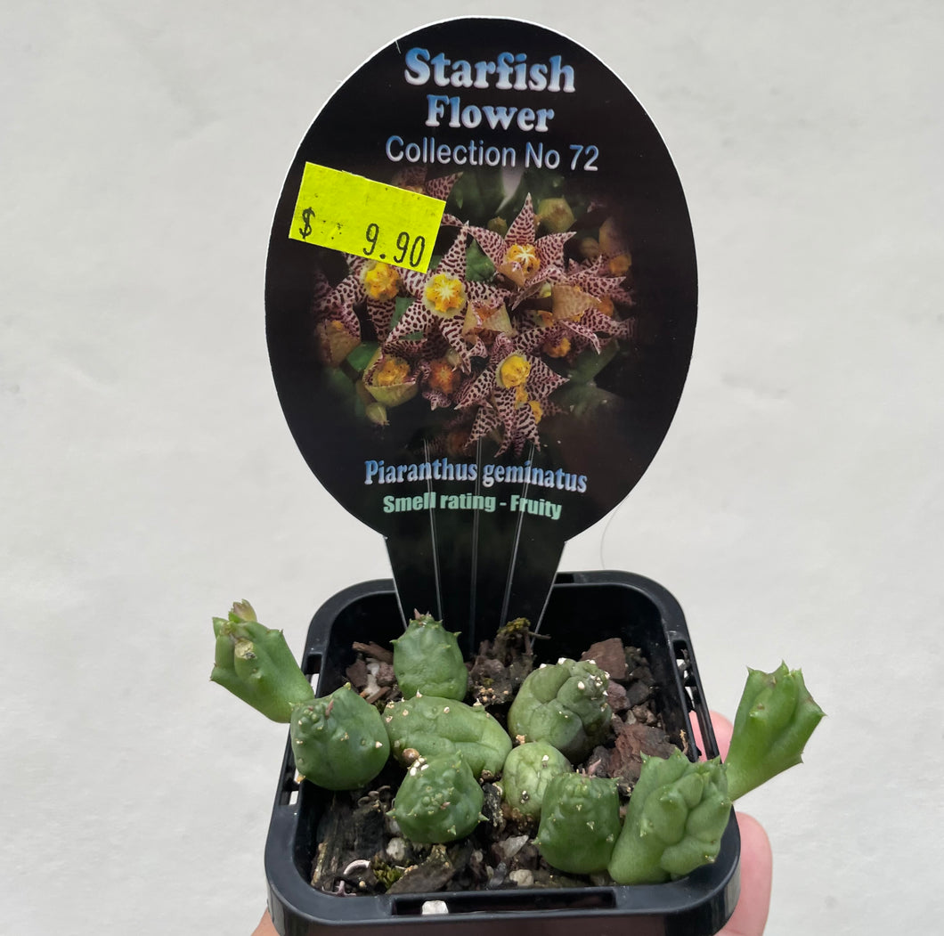 Starfish plant - Piaranthus geminatus in 7cm pot