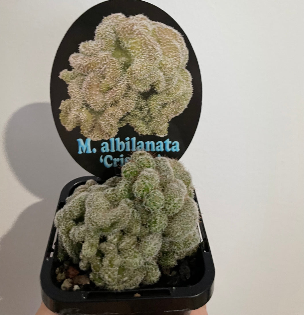 Mammillaria albilanata cristata in 7cm pot