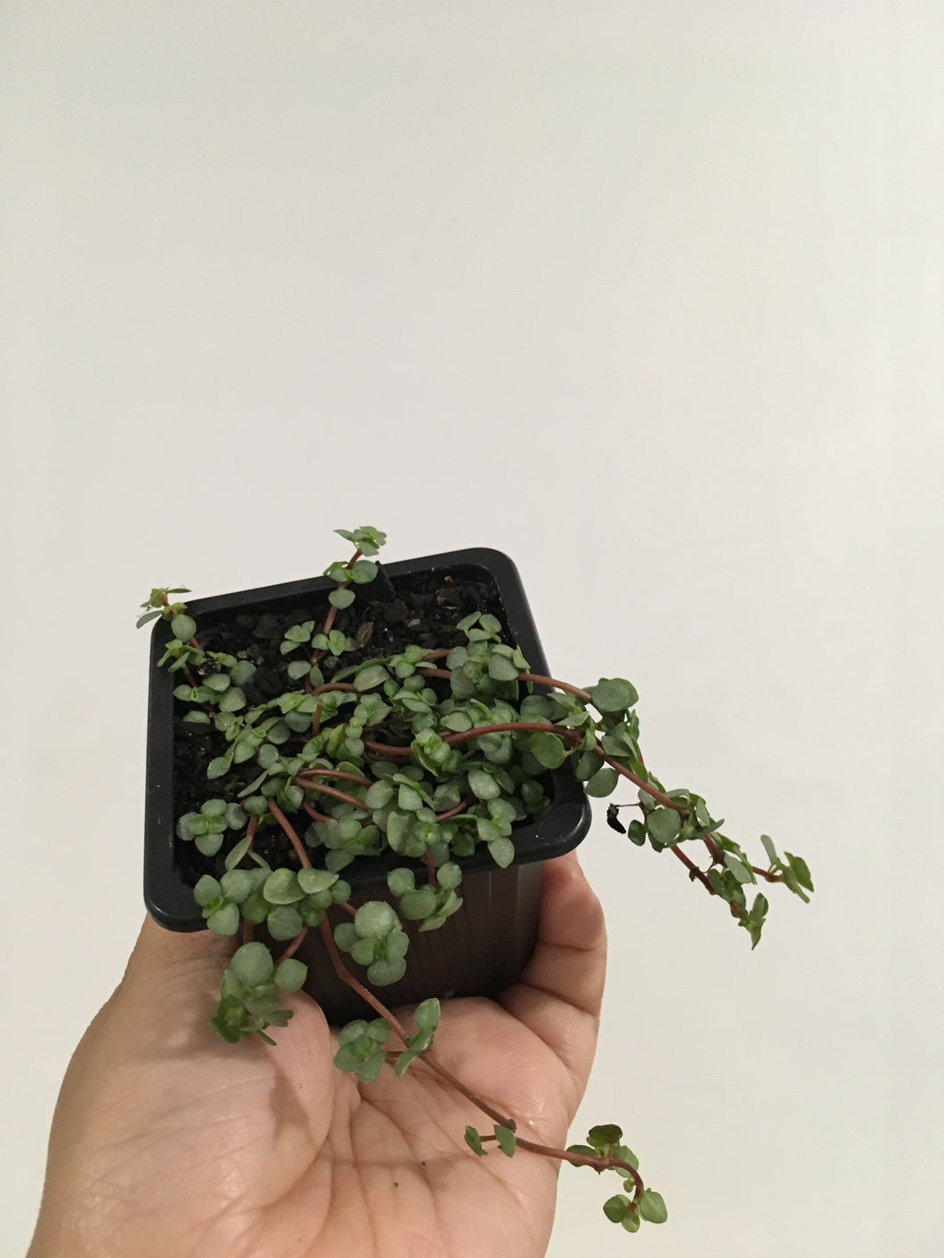 Pilea Libanensis in 7.5cm