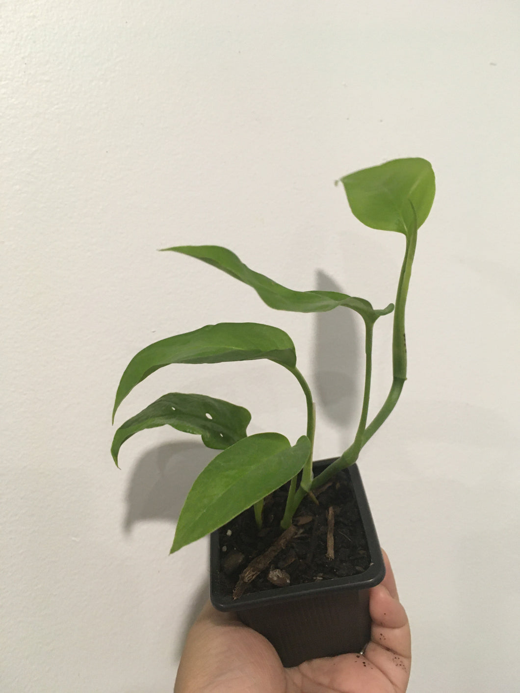 Monstera lechleriana in 7.5cm pot
