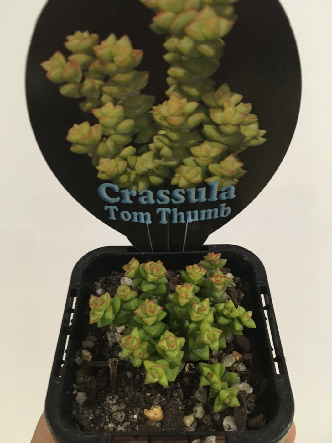 Crassula Tom Thumb in 7cm pot