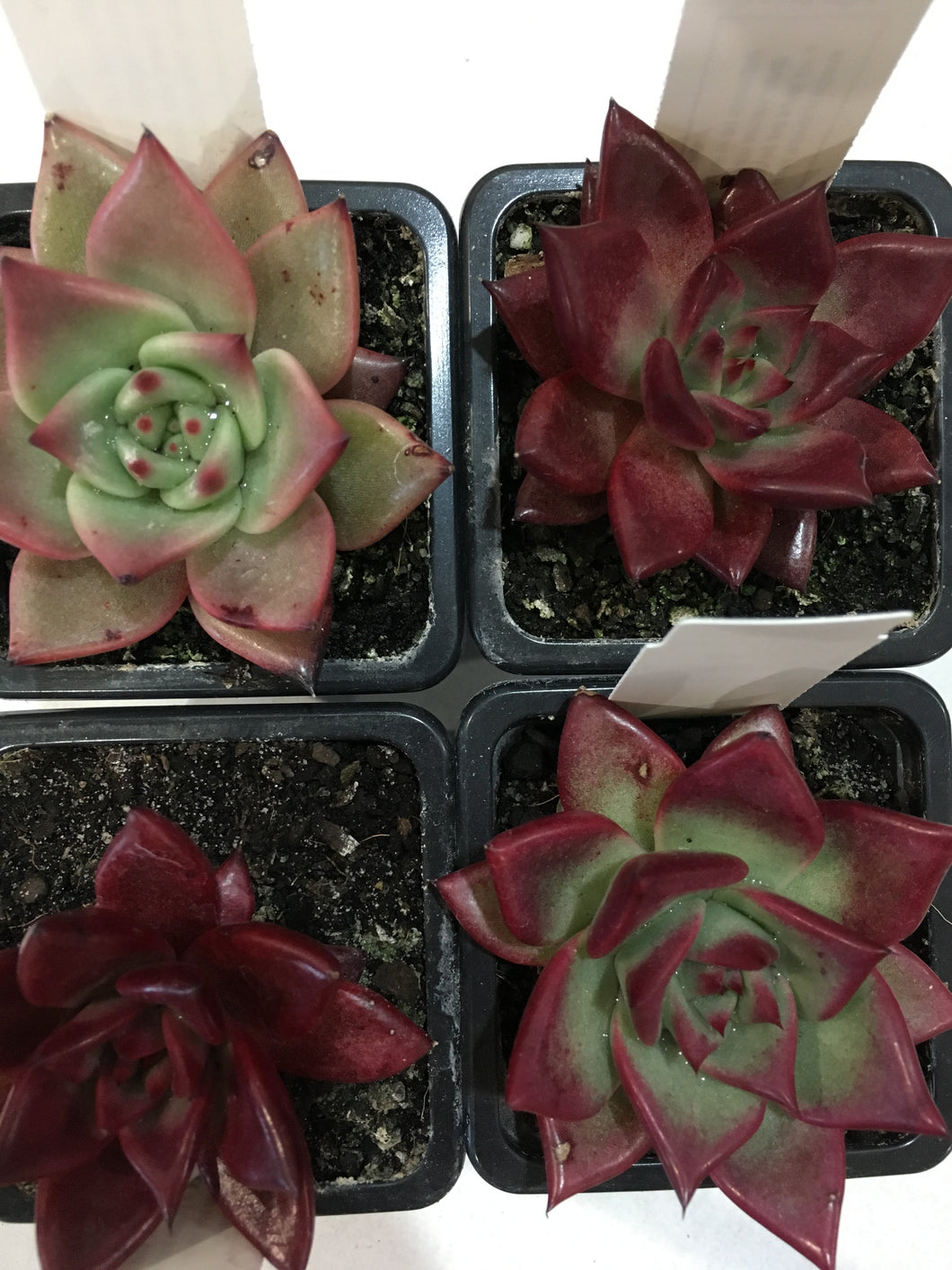 Echeveria Rubin in 7.5cm pot