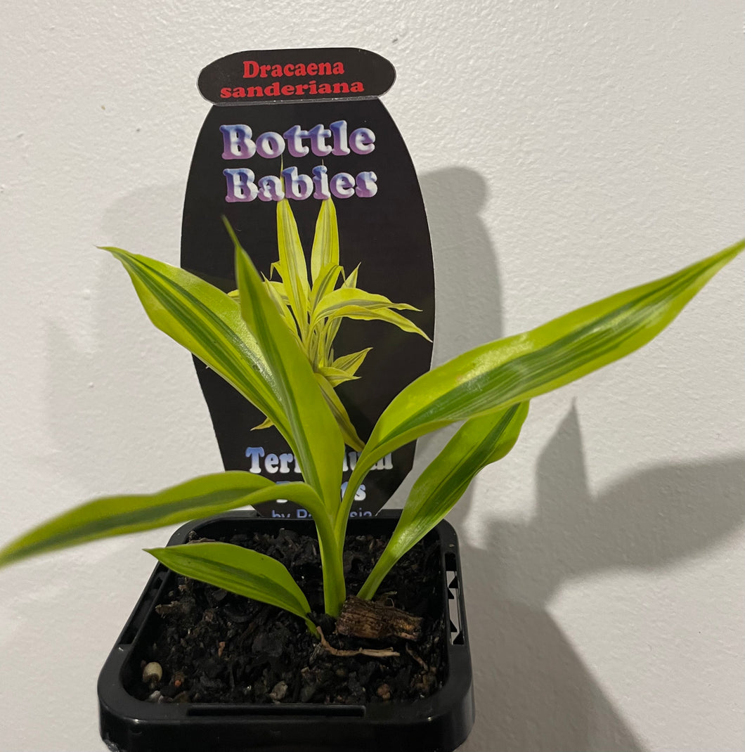 Dracaena sanderiana in 7cm pot