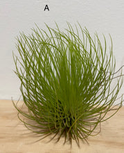 Load image into Gallery viewer, Air plants - medium size
