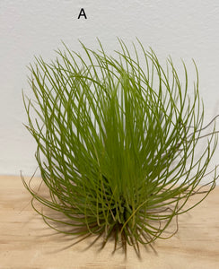 Air plants - medium size