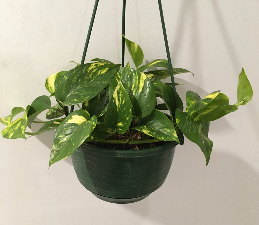 Epipremnum aureum gold in 20cm hanging pot