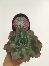 Load image into Gallery viewer, Echeveria blue curls in 8cm pot
