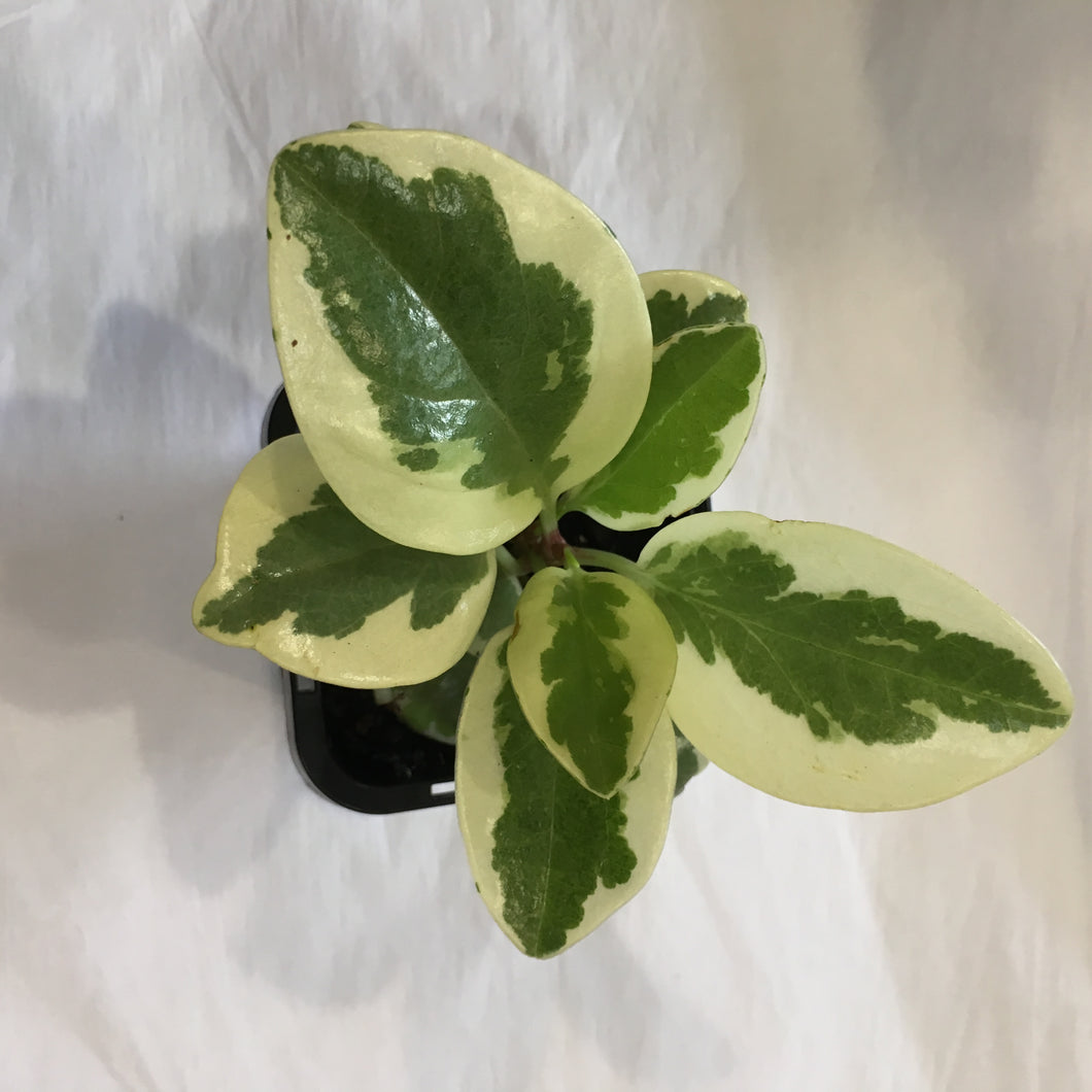 Variegated Peperomia Obtusifolia in 7cm pot