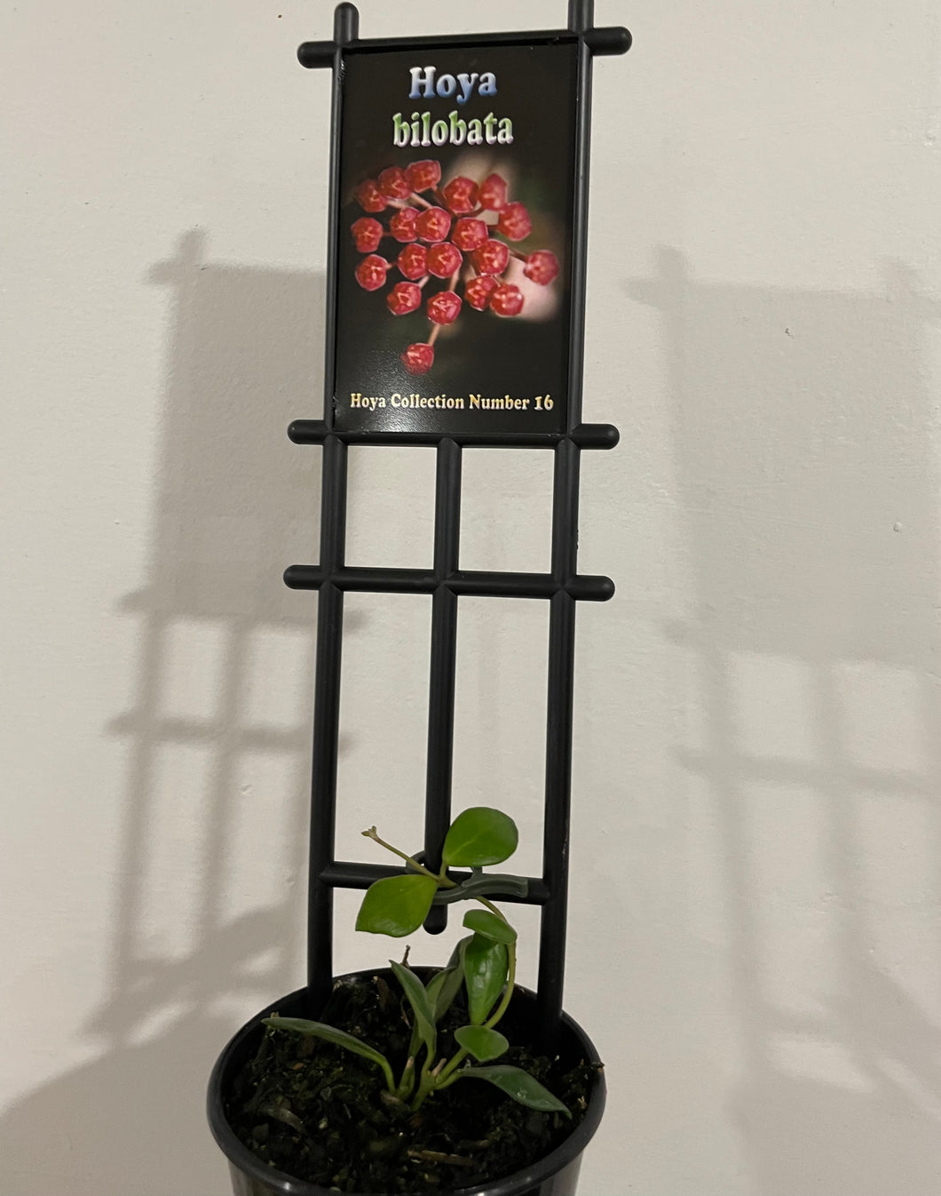 Hoya bilobata in 8cm pot