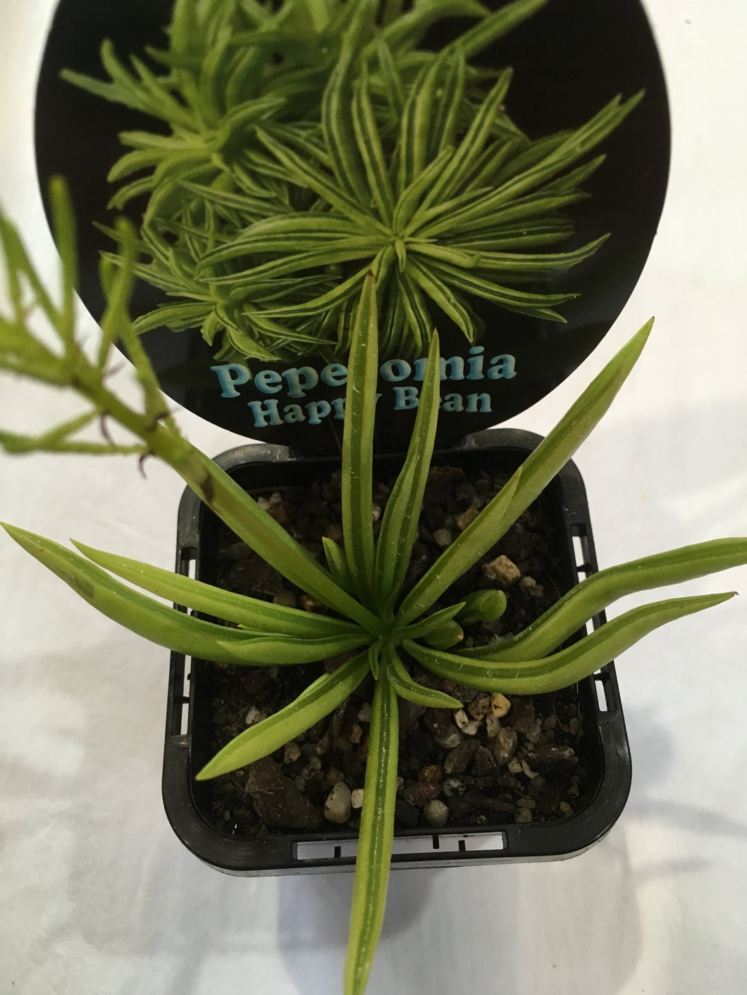 Peperomia happy bean in 7cm pot