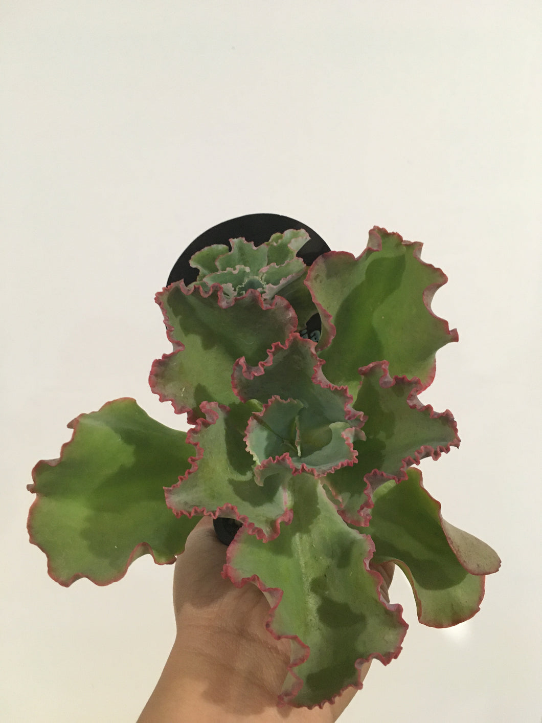 Echeveria Dick’s pink in 8cm pot