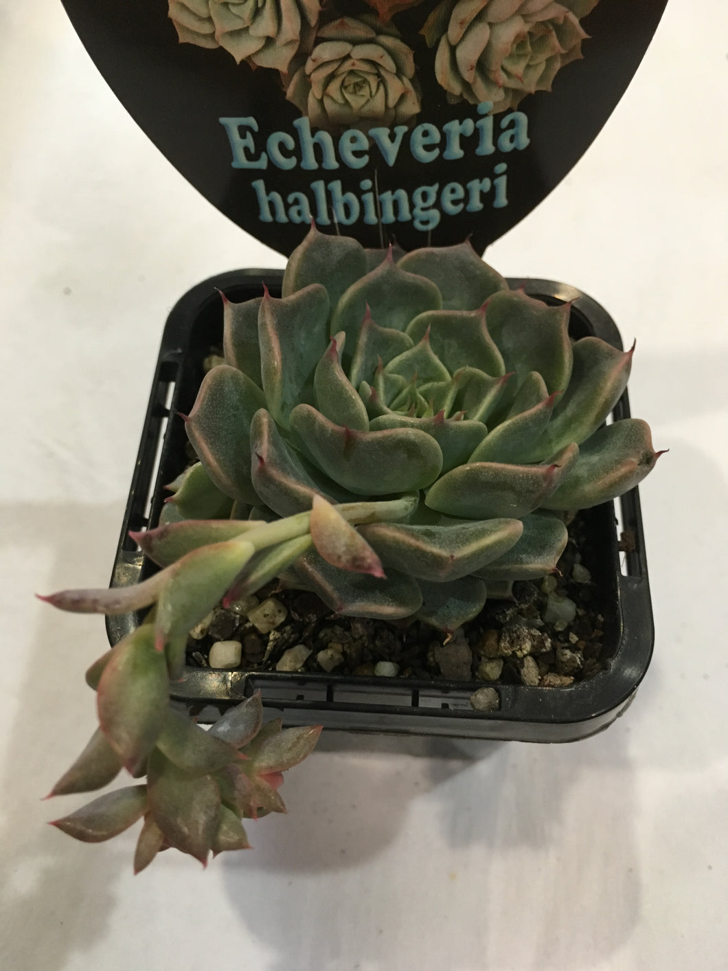 Echeveria halbingeri in 7cm pot