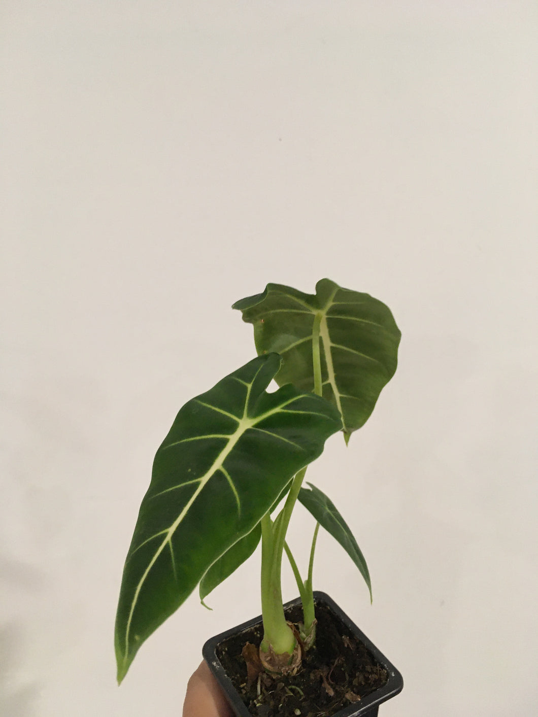 Alocasia frydek green velvet in 7.5cm pot