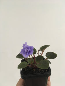 African Violet in 7cm pot