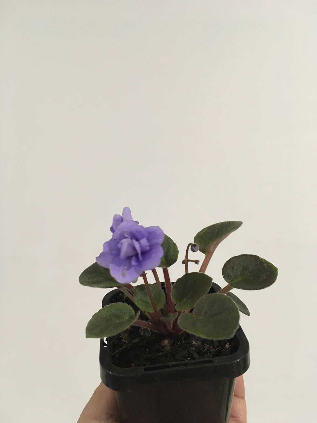 African Violet in 7cm pot