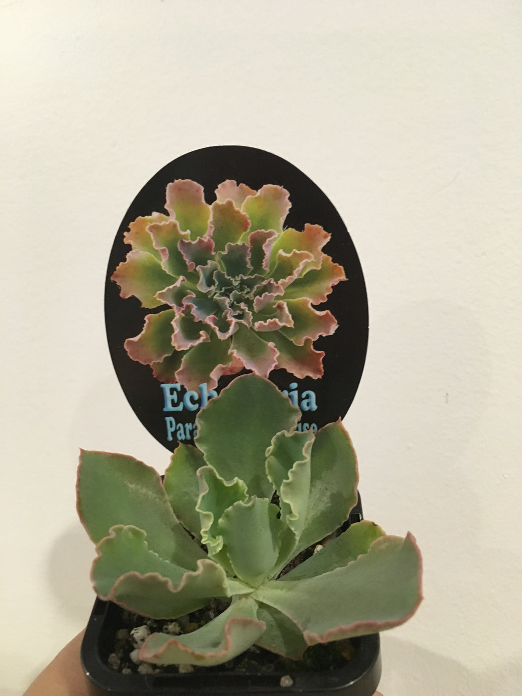 Echeveria Paradisian Surprise in 7cm pot