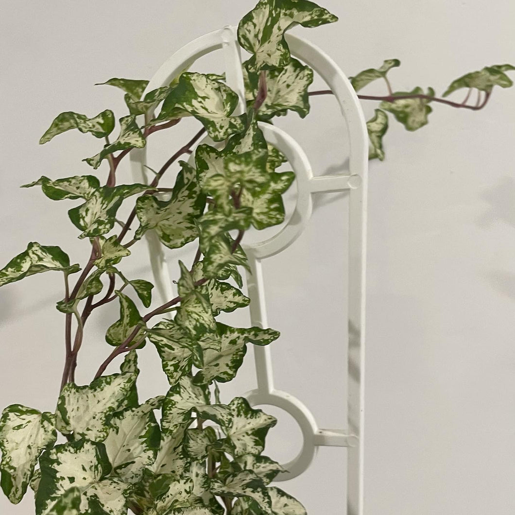 Hedera Helix Camouflage in 13cm pot