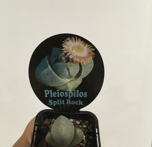 Pleiospilos split rock in 7cm pot