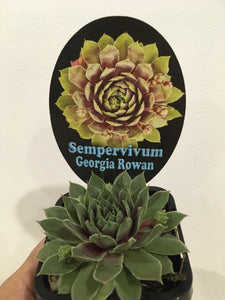Sempervivum Georgia Rowan in 7cm pot