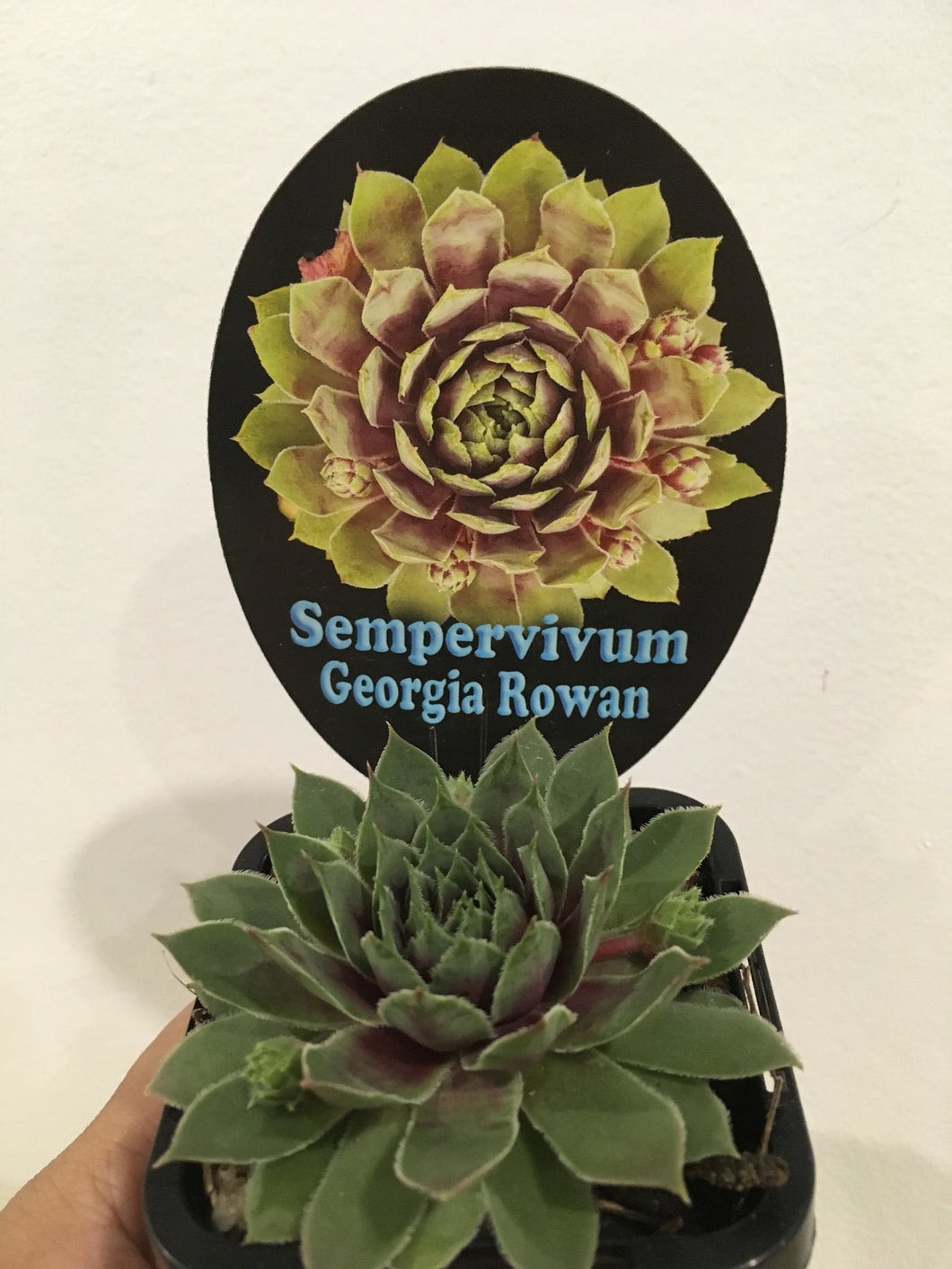 Sempervivum Georgia Rowan in 7cm pot