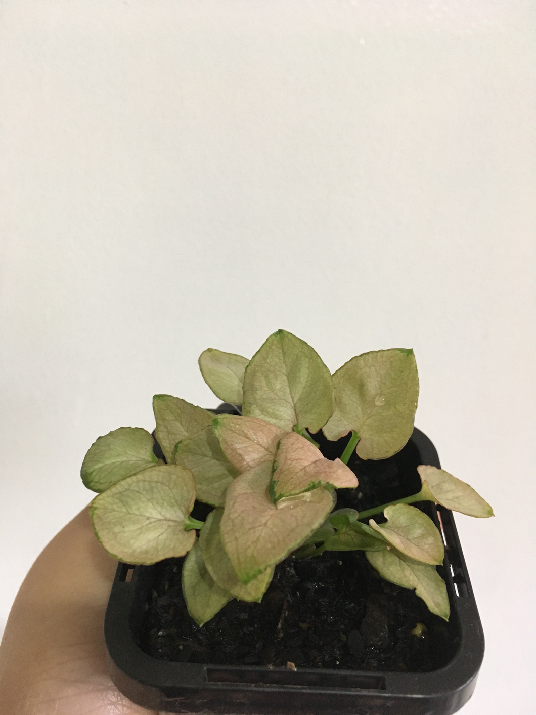 Syngonium Pink Arrow in 7cm pot