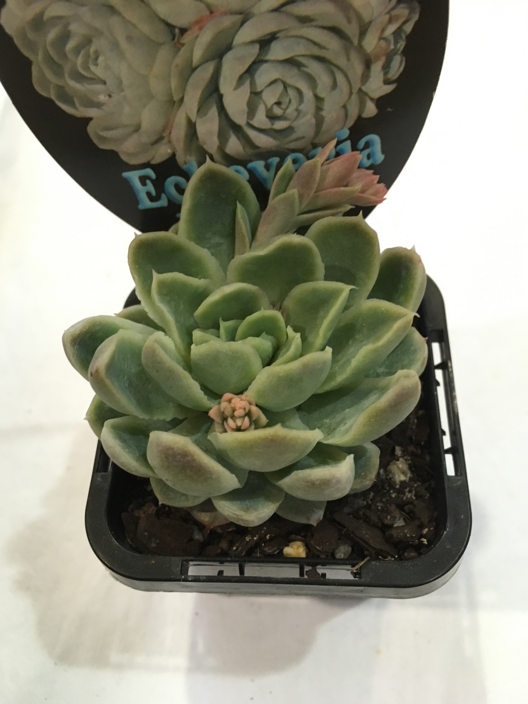 Echeveria Elegans in 7cm pot