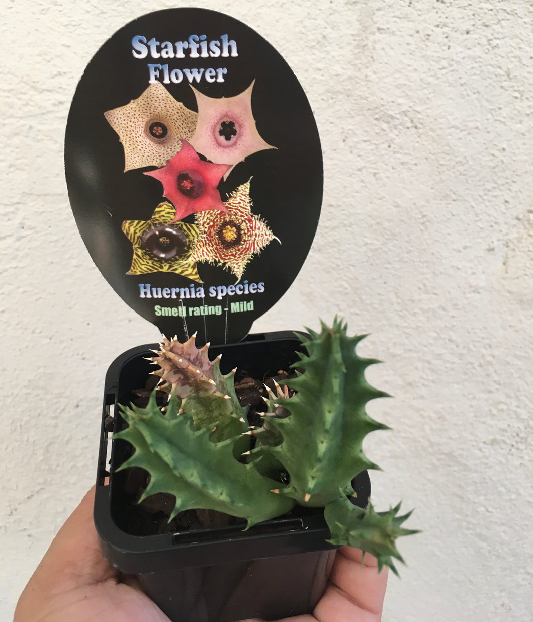 Starfish - Huernia species in 7cm pot