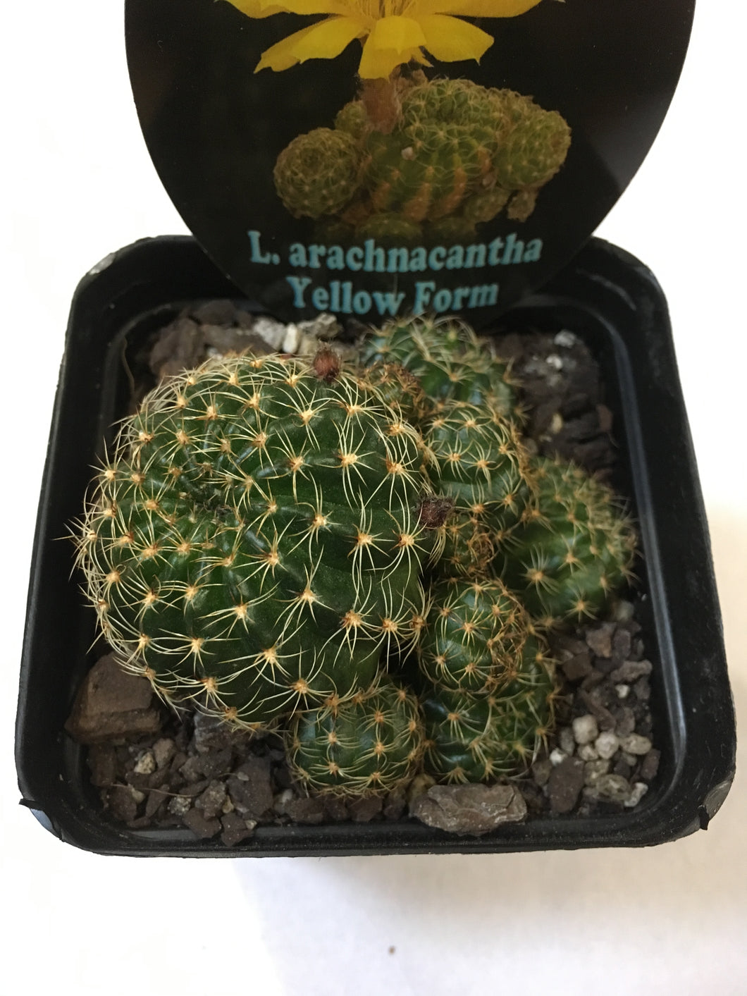 L.arachnacantha Yellow Form in 10cm pot