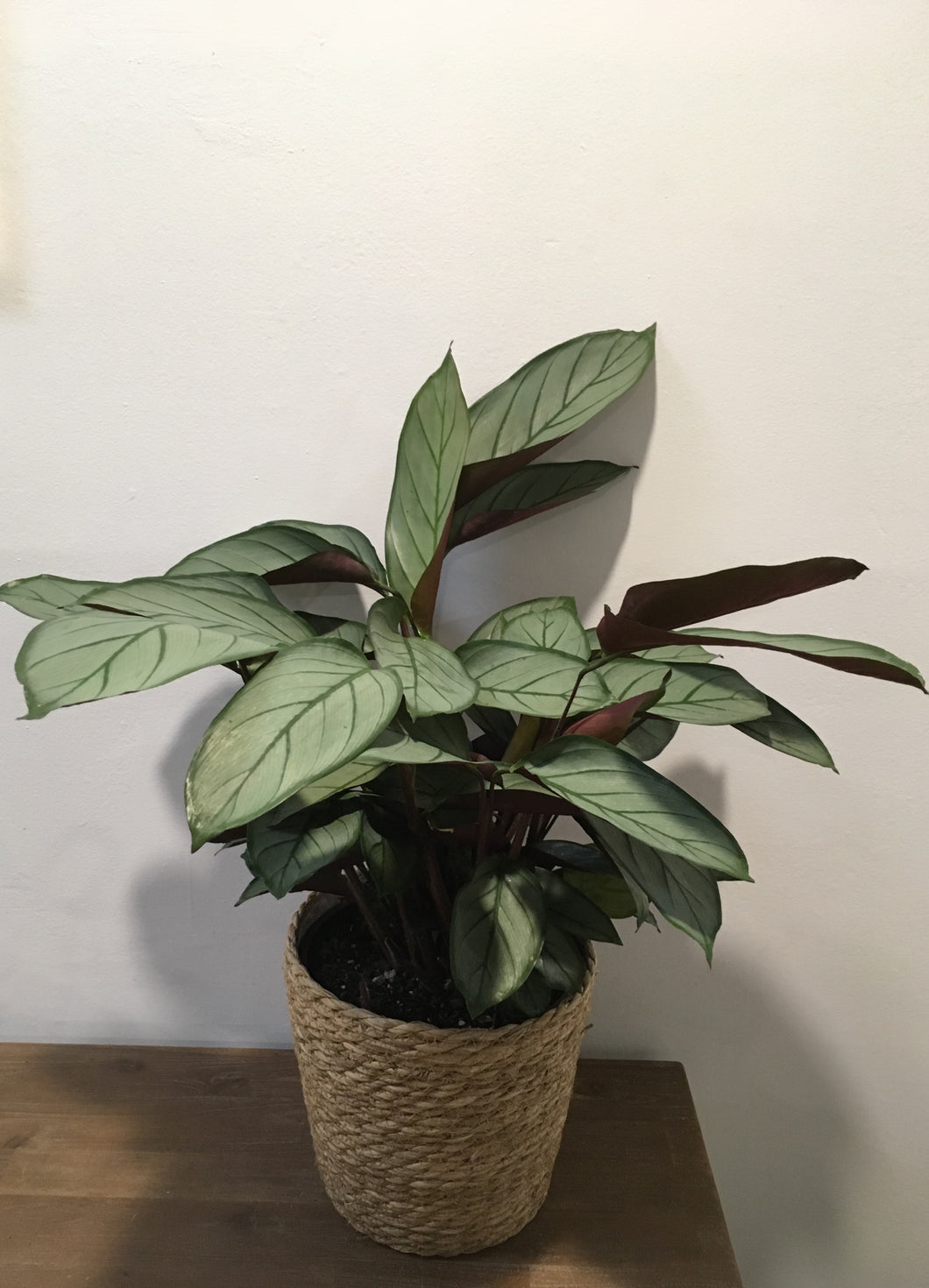 Ctenathe Grey Star in 20cm nursery pot