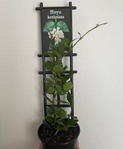 Hoya Krohniana in 8cm pot