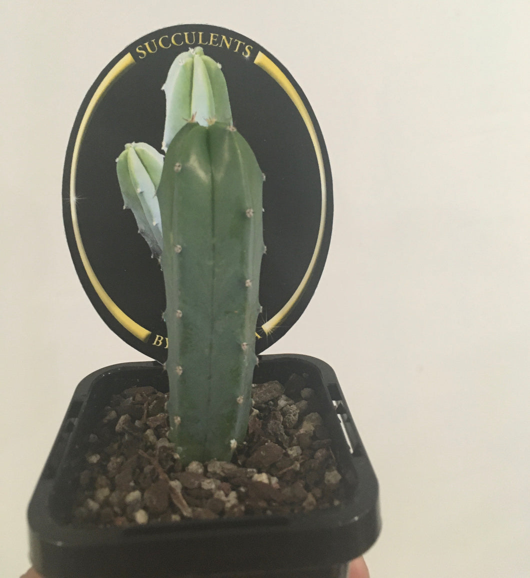 Blue torch cactus in 7cm pot