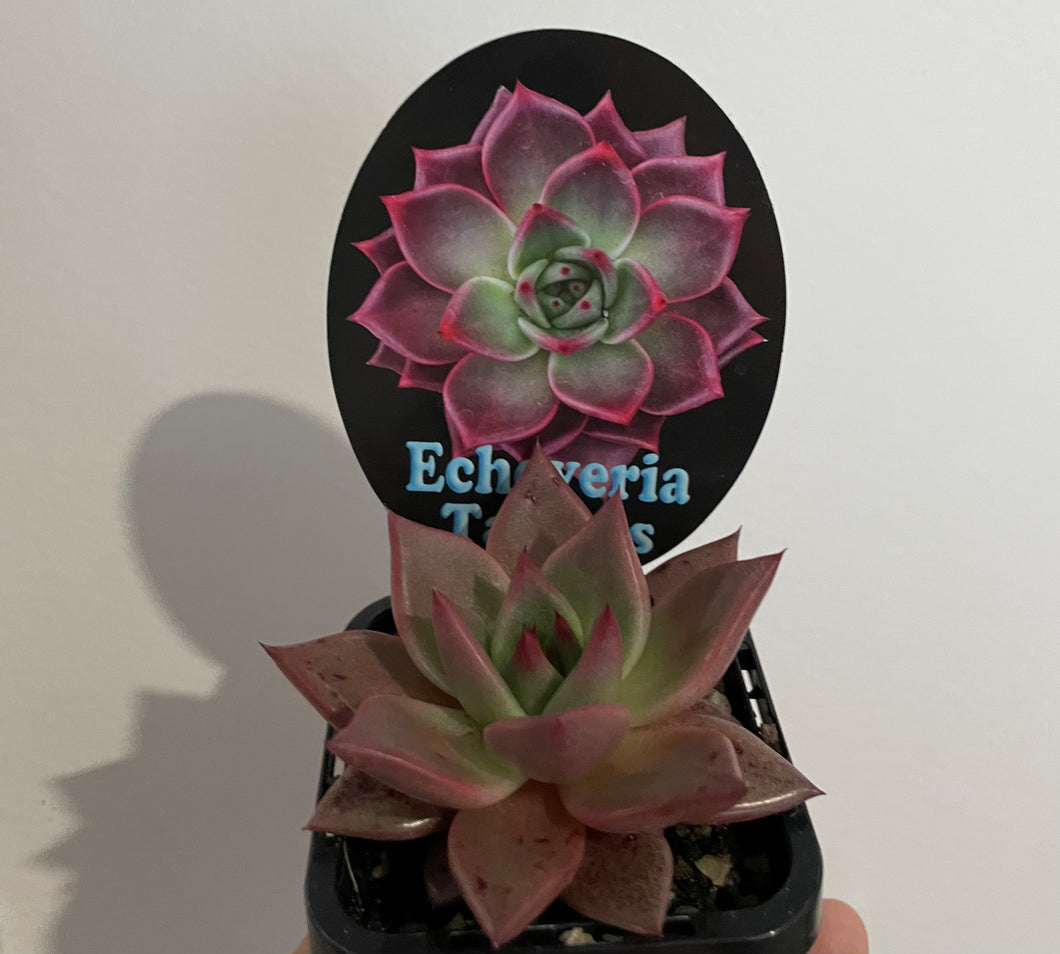 Echeveria agavoides taurus in 7cm pot