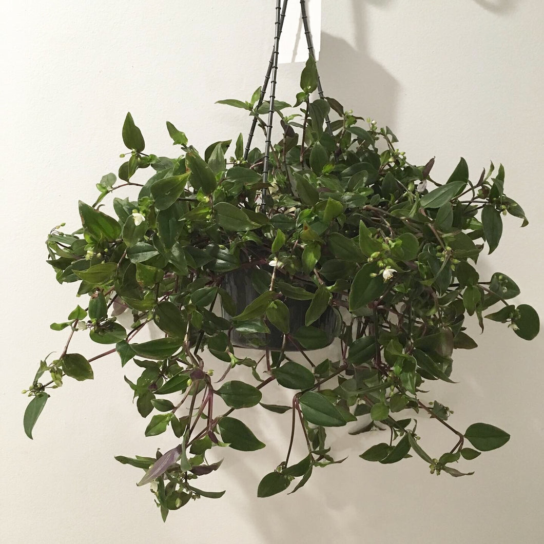 Clearance - Tradescantia Green  in 15cm pot