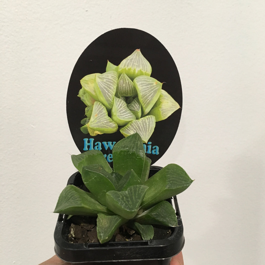 Haworthia retusa in 7cm pot