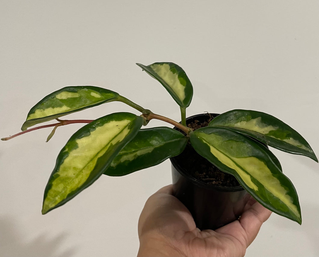 Hoya Krimson Princess in 8cm pot