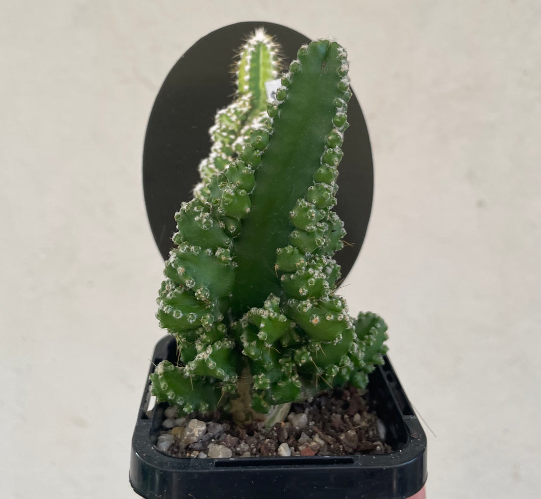 Cereus Fairy Castle in 7cm pot