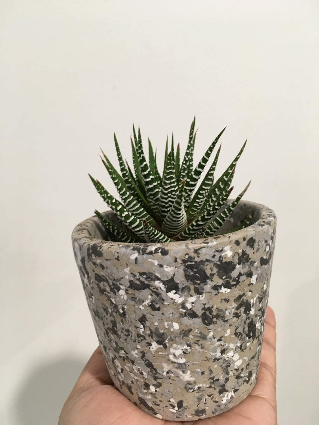 Haworthia in 8cm ceramic pot