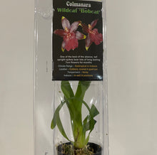 Load image into Gallery viewer, Mini Orchids - Colmanara
