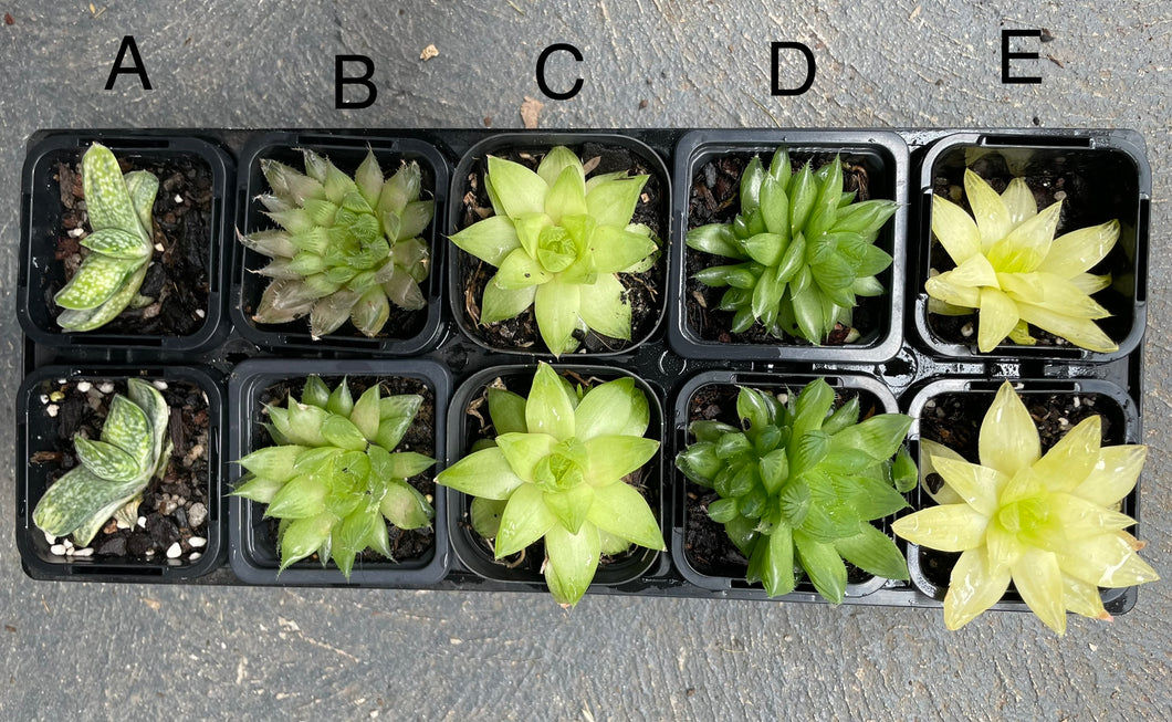 Haworthia and gasteria