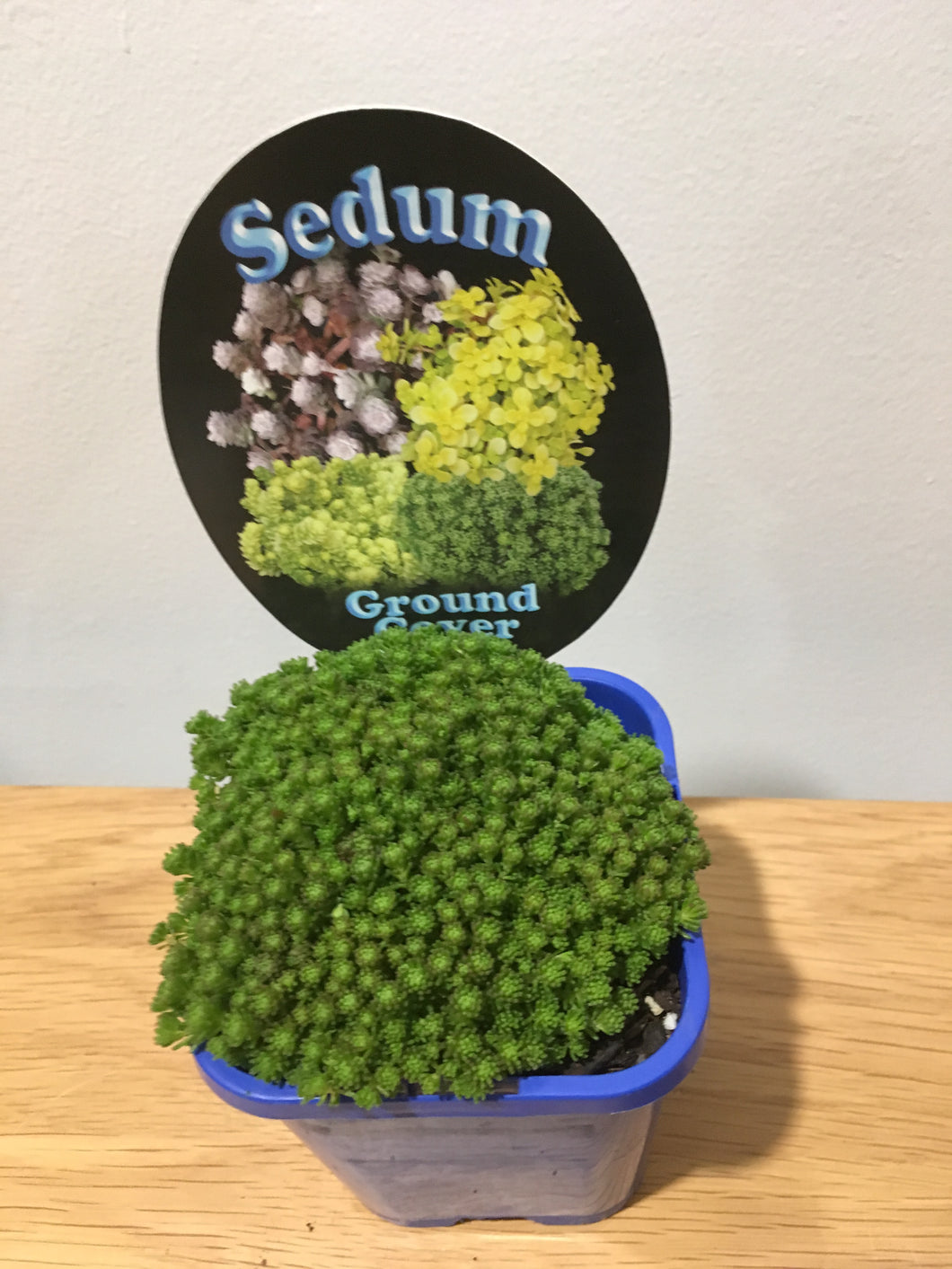 Sedum Ground Cover in 10cm pot