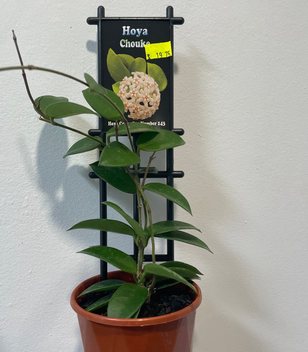 Hoya chouke in 10cm pot