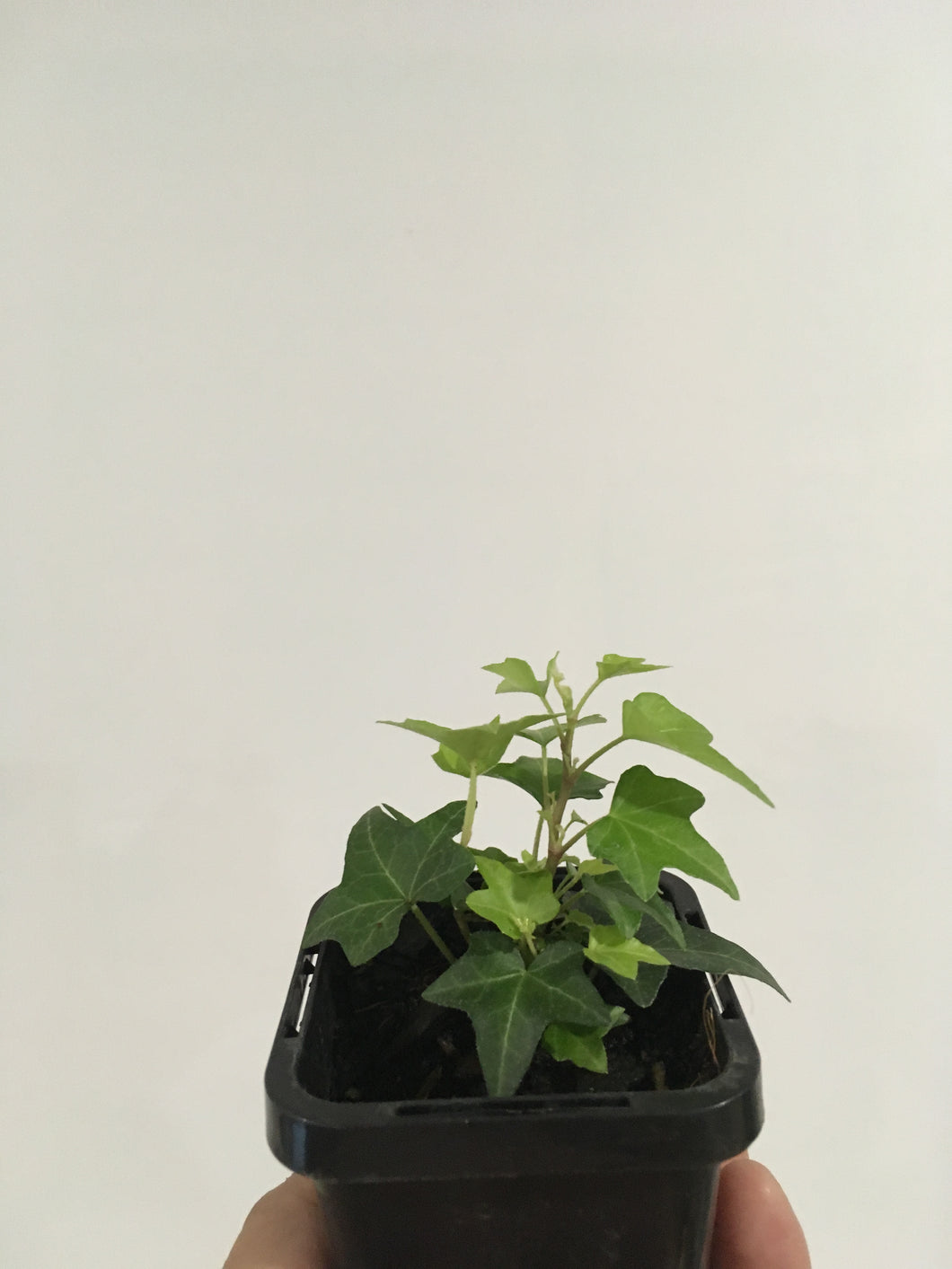 Hedera helix dwarf ivy in 7cm pot