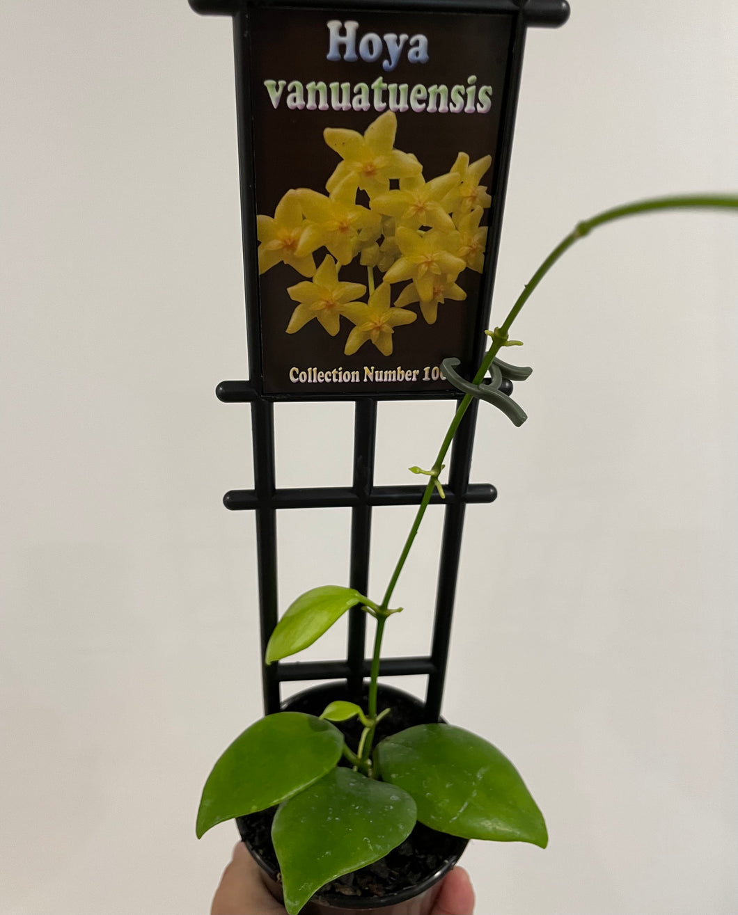 Hoya vanuatuensis in 8cm pot