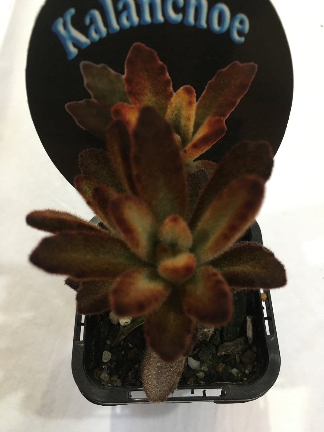Kalanchoe tomentosa chocolate soldier in 7cm pot