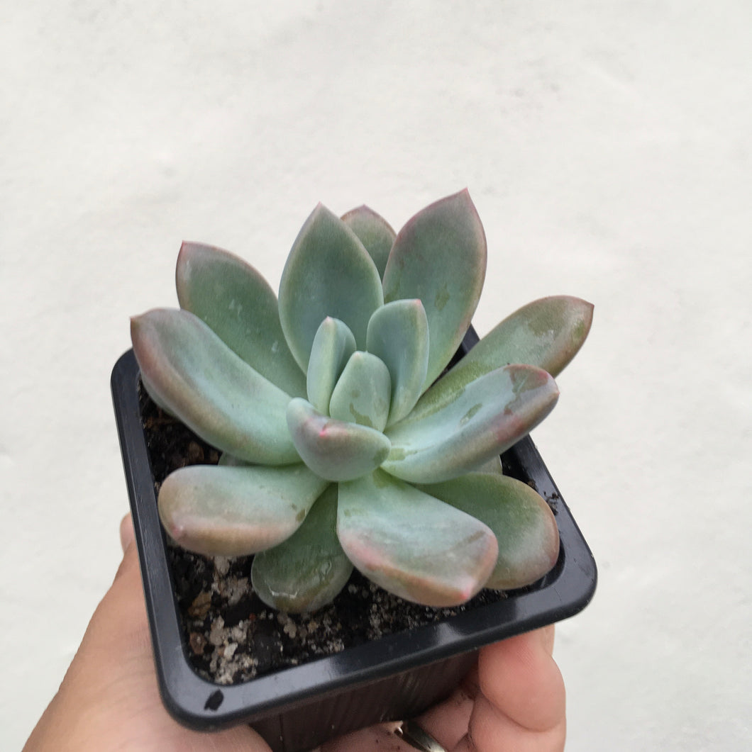 Graptoveria opalina in 7.5cm pot