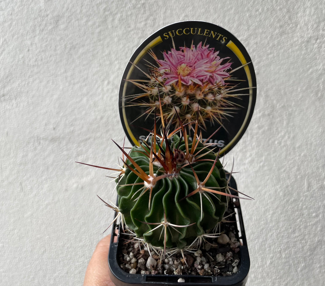Stenocactus in 7cm pot